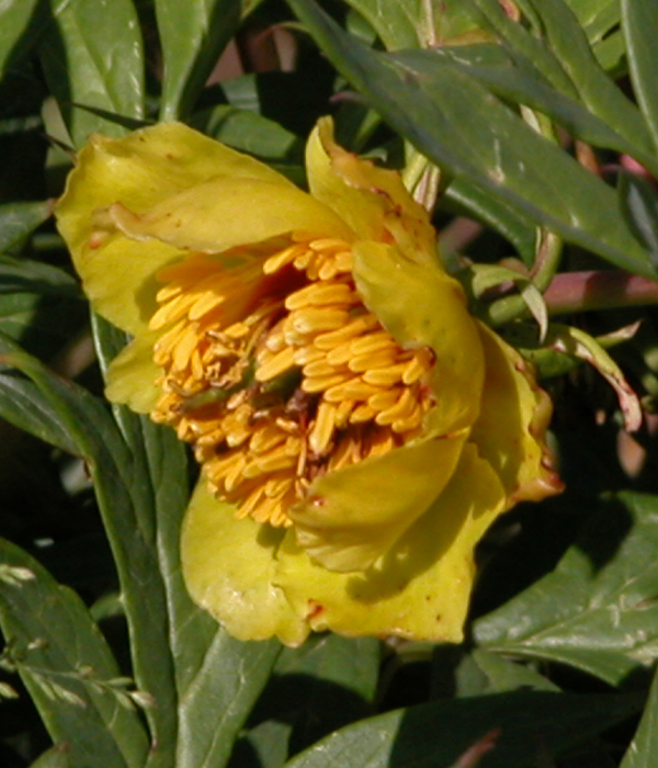 Peonia Delavay a fiore giallo () | Centro Botanico Moutan